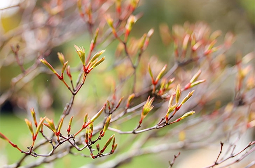 树长出新叶 树长出新叶
