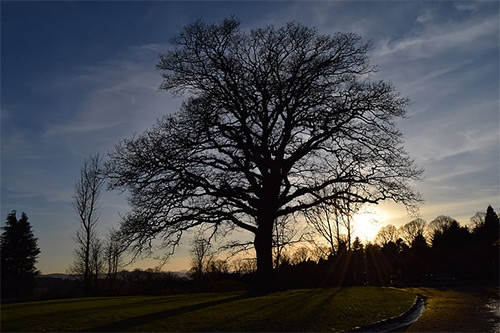 大树突然着火 大树突然着火