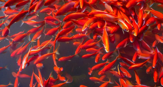 梦见好多鱼 梦见好多鱼