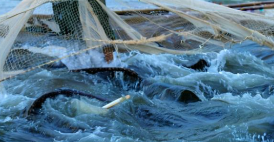 梦见别人抓鱼 梦见别人抓鱼