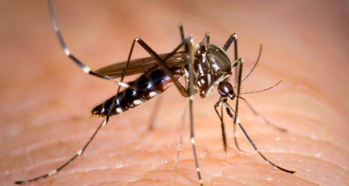 梦见蚊子 梦见蚊子