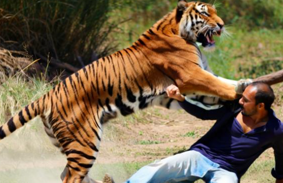 梦见打老虎 梦见打老虎