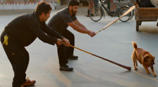 梦见打死狗 梦见打死狗