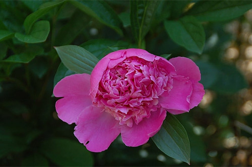 芍药花凋谢 芍药花凋谢