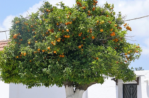 家里长了果树 家里长了果树